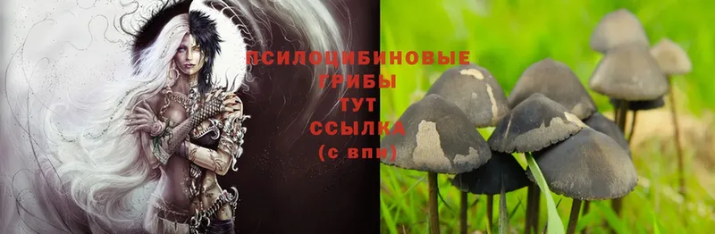 Псилоцибиновые грибы Magic Shrooms  где купить   Бакал 